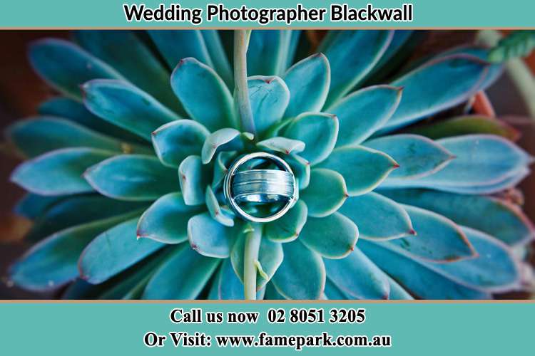 Photo of the wedding ring at the top of the plant Blackwall NSW 2256